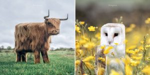 An Artist Transforms The Shapes Of Animals Into Cubes To Makes Them Definitely Look Straight Out Of Minecraft