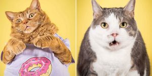 Photographer Peter Thorne Captures Adorable Photos Of Toronto’s Chubby Cats