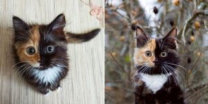 Yana, The Two-Faced Kitty Whose Parents Ran Out Of Ink