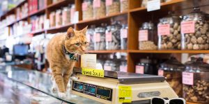 Shop Cats Of New York: Photographer Captures Cats In Shops All Over NYC