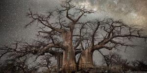 Beth Moon Photographs The World’s Oldest Trees Illuminated By Starlight