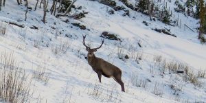 Rescued Deer Becomes A Local Celebrity In Norway