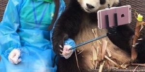 These Panda Selfies Are The Opposite Of Cute