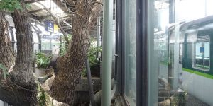 This Japanese Train Station Built Around A 700 Year Old Tree