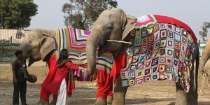 People Are Knitting Giant Sweaters For Rescued Elephants To Protect Them From Cold