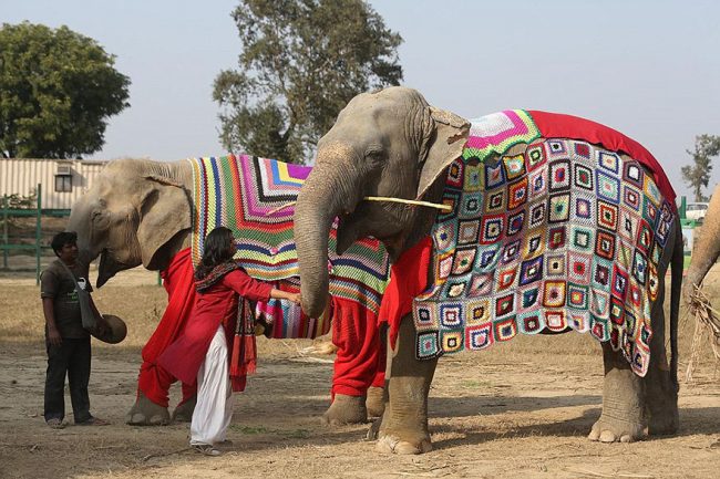 People Knit Giant Sweaters Rescue Elephants 6