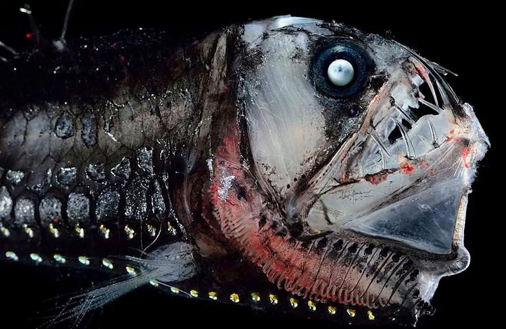 Deep Sea 'Aliens' That Live In Twilight Zone Below The Ocean Captured In  Incredible Pictures » Design You Trust