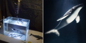 This Guy Shoots Awesome Wildlife Photography... From His Bedroom