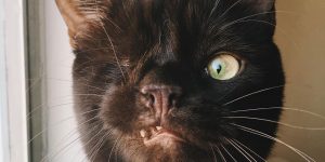 This Cat Looks Like A Pirate, But That Just Makes His Mom Love Him Even More!