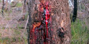 Meet The Tree That Actually Bleeds When It's Sliced Open