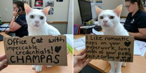 A Shelter Has Been Trying To Find A Home For This Cat For Over A Year
