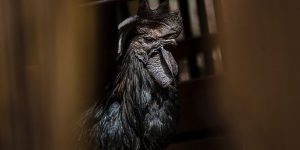 Back In Black: This Rare Indonesian Chicken Is Completely Black From Feathers To Bones