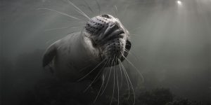 Winners Of The 2017 Underwater Photographer Of The Year