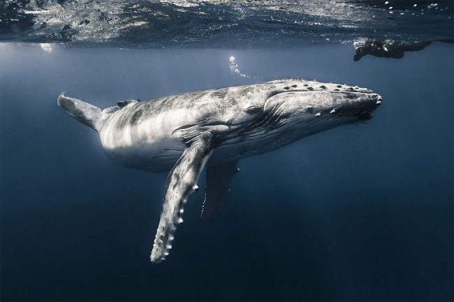 Winners Of The 2017 Underwater Photographer Of The Year » Design You ...