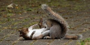 Photographer Captures Two Squirrels Who Look Like They Are Attacking Each Other Like Ninjas
