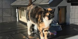 This 'SWAT' Cat Has A Better Apartment Than Most People