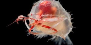 Deep Sea ‘Aliens’ That Live In Twilight Zone Below The Ocean Captured In Incredible Pictures