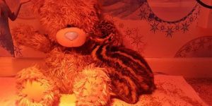 Family Gets A New Pet After Emu Egg Hatches