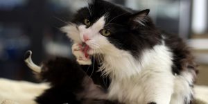 Bulgarian Stray Cat Get Bionic Legs