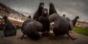Animals That Look Like They’re About To Drop The Hottest Albums Ever