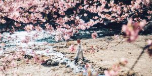 Embrace Spring With Pictures Of Japan's Cherry Blossoms