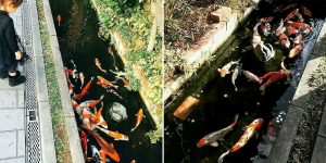 Drainage Canal In Japan Is So Clean They Yven Have Koi In It
