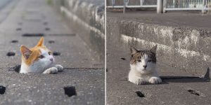 Japanese Photographer Captures Very Sad Stray Cats And Their Games