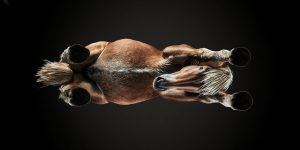 Photographer Captures Unique Photos Of Horses From The Underbelly