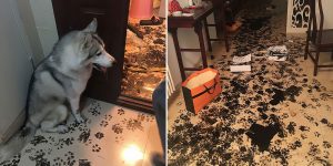 Family Leaves Husky For 3 Hours, Dog Redesigns The Apartment
