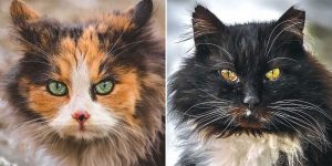 Gabriel Khiterer Captures Majestic Portraits Of Stray Cats