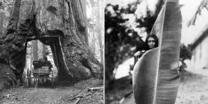 Giant Plants Of The Lost World