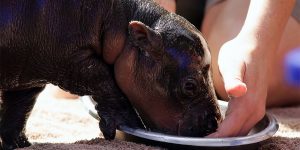 Baby Pygmy Hippopotamus Is Ridiculously Cute!