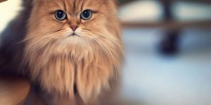 Daisy, The Cutest Kitten In The World