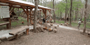 Fox Village In Japan Is Probably The Cutest Place On Earth