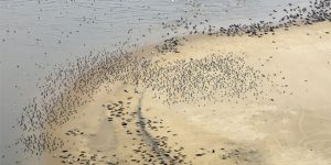Can You Count How Many Seals There Are Selling Seashells By The Seashore?