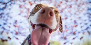 Expressive And Whimsical Portraits Of Dogs By Kaylee Greer