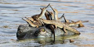 Wildlife Photographer Of The Year 2017 - Unforgettable Animal Behaviour