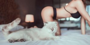 This Fuffy Cat Has A Better Life Than All Of Us
