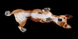 Photographer Andrius Burba Captures Stunning Photos Of Dogs From Underneath