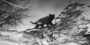 A Photographer Documents The Secret World Of Stray Cats Of Kazakhstan