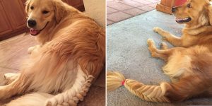 That Moment When Your Dog Has So Much Fur That You Can Practice Braiding With His Tail