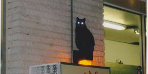 Demonic Glowing Eyed Cats And How To Photograph A Feline