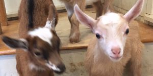 Yoga Is All The More Appealing When Baby Goats Are Involved