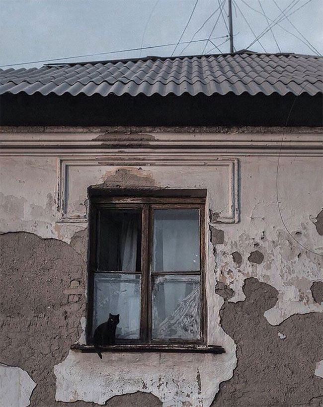 A Photographer Documents The Secret World Of Stray Cats Of Kazakhstan ...