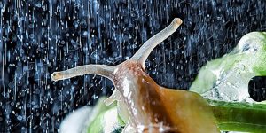 These Close-Ups Of Snails In A Rainstorm Are Beautiful