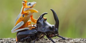 Photographer Snaps A Frog ‘Horsing’ With A Beetle