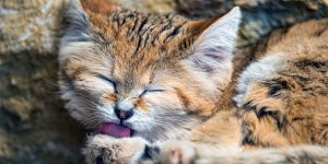There’s A Species Of Wild Cats Where The Adults Look Like Kittens Their Entire Lives