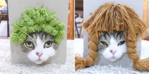 Maru The Cat Tries On Different Wigs By Accident After His Owner Builds A Box Trap