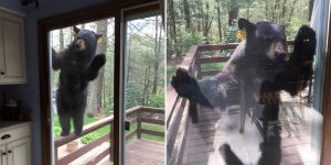 Bear Smells Brownies — And Does Whatever It Takes To Get Some