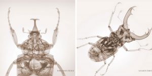 Extreme X-Rays: Photographer Nick Veasey Takes You Inside The Insects